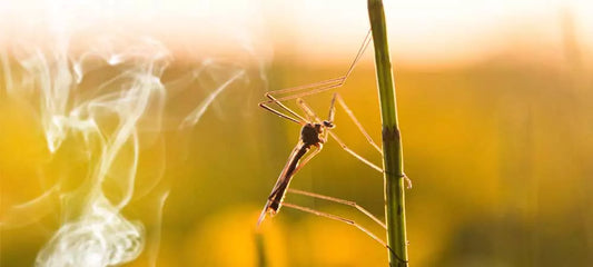 Natürliche Insektenabwehr ganz ohne Störenfriede im Garten